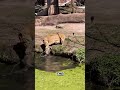 mothers love 🥰🤩 #fyp#nature#motherlove#lifelessons#animallovers#shorts#fypシ#fy#fypage#fypシ゚viral