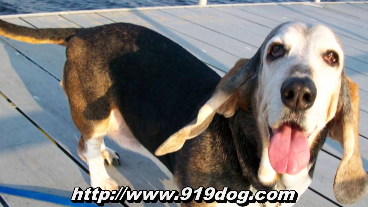 Local dog walkers in Durham North Carolina (RDU/RTP area) YouTube