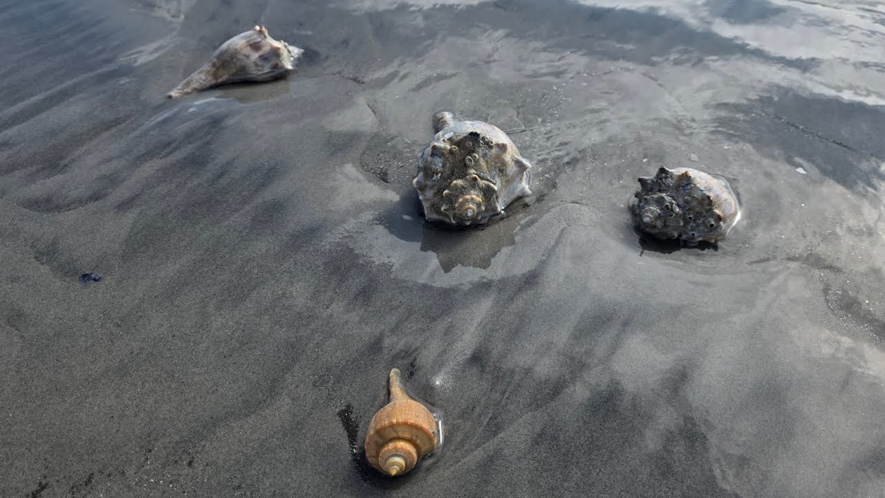 Low tide shelling North Wildwood NJ