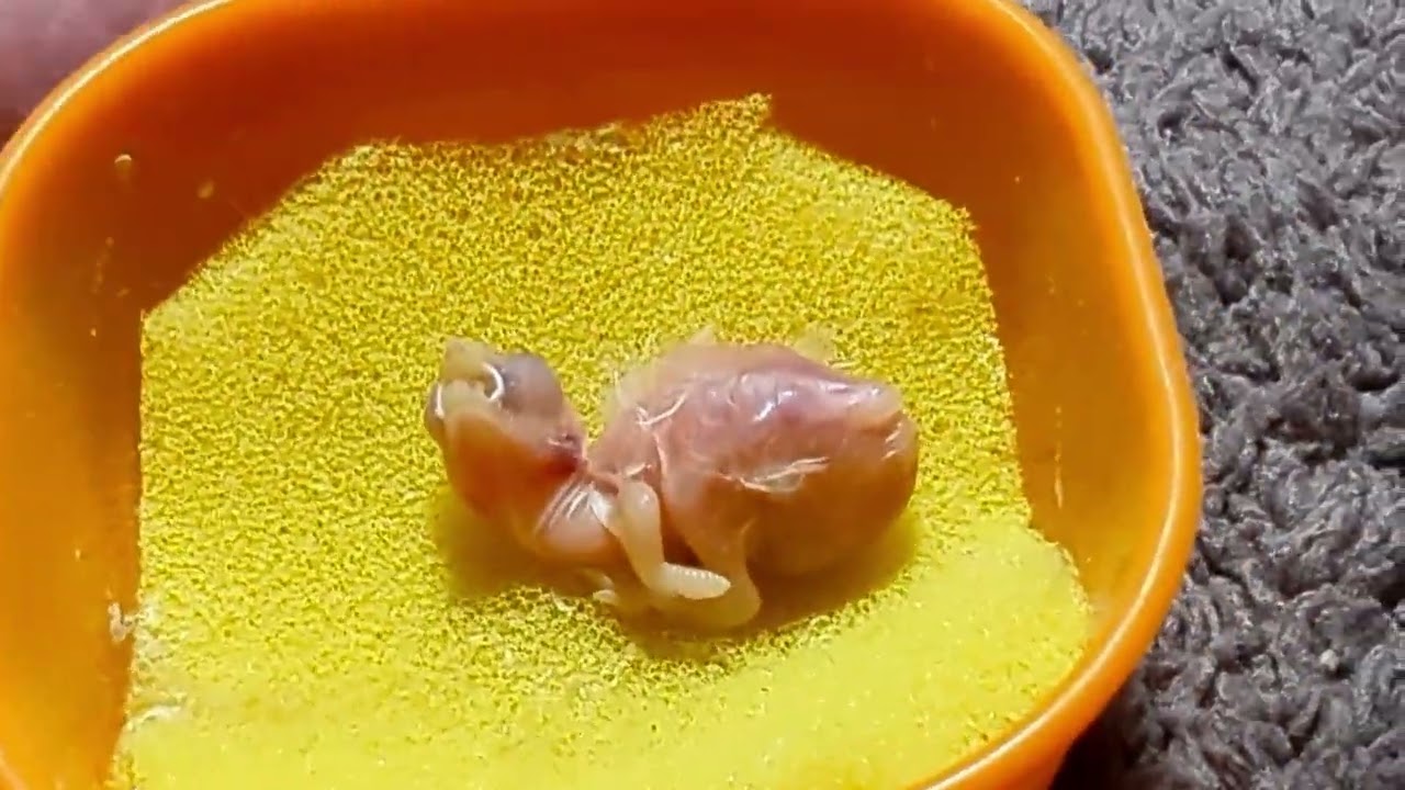 Hand Feeding Baby Birds Rescue Star Finch or Society Finch 20251206