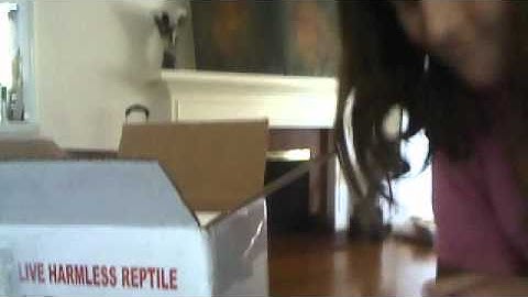 Leopard Gecko unboxing from davidsfinegeckos