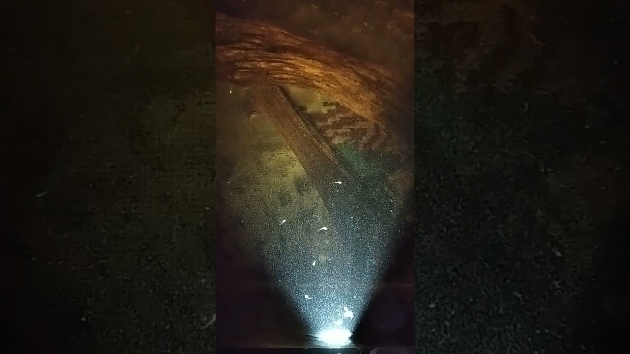 my Betta fries eating moina micrura