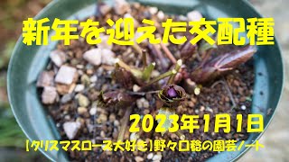 2023.1.1 新年を迎えた交配種