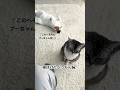 寝ぼけたぺっちん🐈‍⬛あまり来てくれない膝に乗ってくれるのか🥺