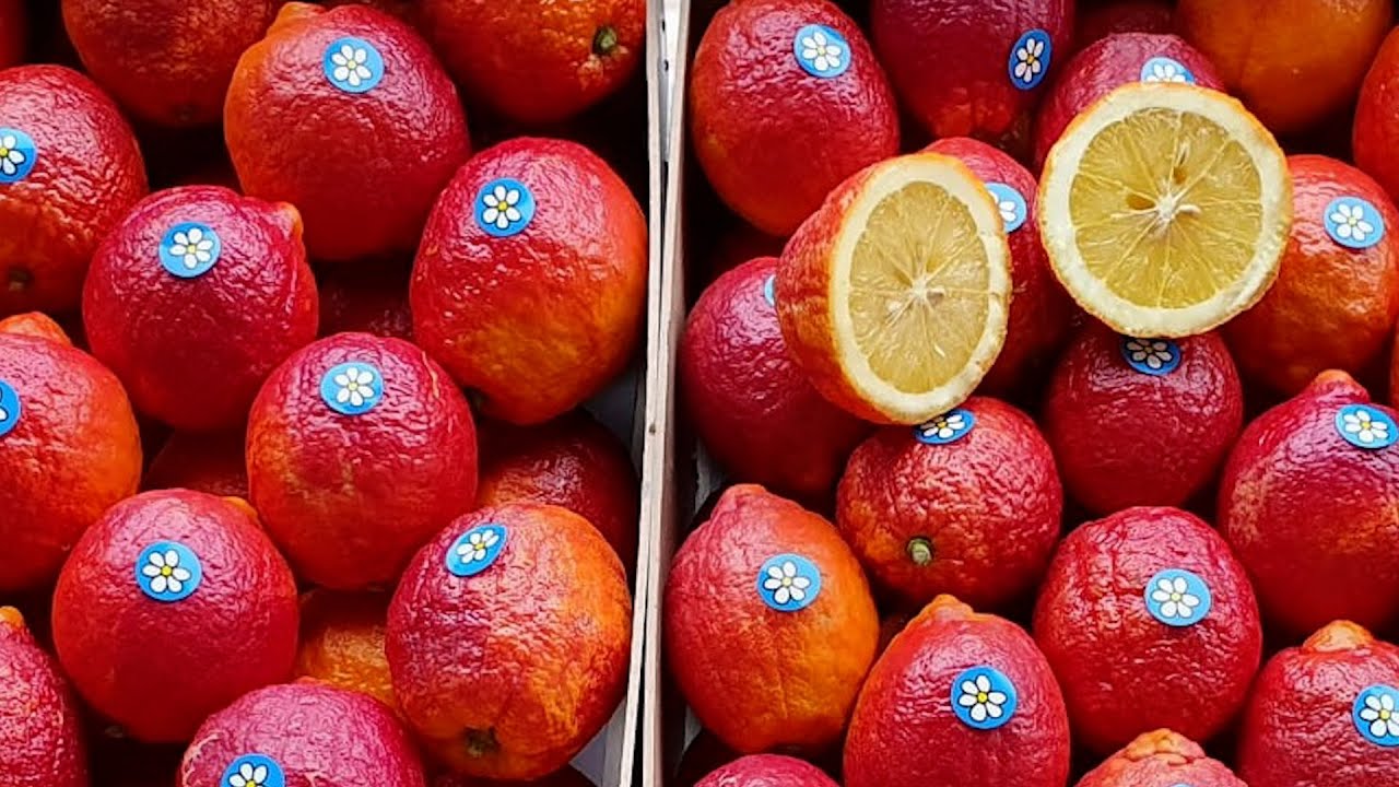 TOP 10 FRUTAS HÍBRIDAS MÁS INCREÍBLES DEL MUNDO