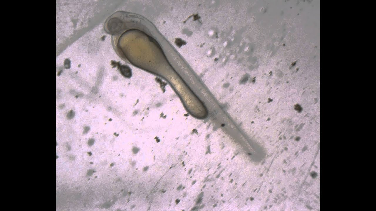 Notropis rubellus fry