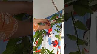 fogger system on my roof garden #foggy #plantcare in summer season #viral #home garden #visnagar