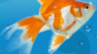 Aqualife 3D Aquarium game| Watch rare green guppy grow screenshot 1
