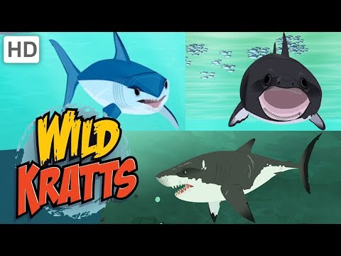 Wild Kratts 🦈🌊 Sharks: Predator and Prey | Shark Week | Kids Videos