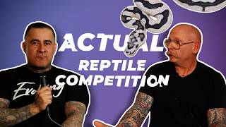 Oversaturated Competition in the Ball Python Industry | #ballpython #snake #reptiles