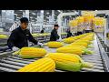 Inside the Popcorn Factory | How Movie Theater Popcorn Is Mass-Produced (Full Process)