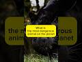 Do you know which animal is the most dangerous on the planet? The truth will shock you.