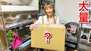 FTB爬虫類飼育アクリルケージ | 日本エフ・ティ・ビー