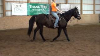 Cinder - Id - 15 Years Old - Quarter Horse - Female