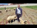 الاسهال في الخراف الصغيره الرضيع الحملان وصغير الماعيز الاسباب والاعراض والعلاج والوقاية من المرض الاسهال في الخراف الصغيره الرضيع الحملان وصغير الماعيز الاسباب والاعراض والعلاج والوقاية من المرض