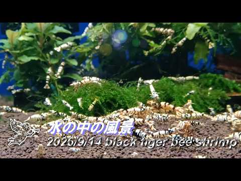 2026/9/14 水の中の風景 #ブラックタイガービーシュリンプ #アクアリウム #aquarium #癒し #healing