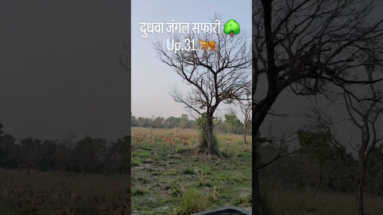 Dudhwa tiger reserve and kishanpur wildlife sanctuary 