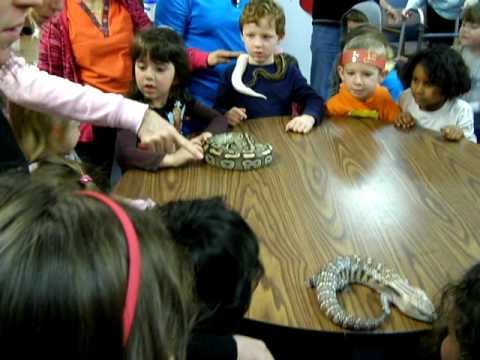 rat snakes in alabama Brian Gundy/Reptile Program At Preschool In San Jose Ca.