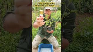 UN GRANDISSIMO PRODOTTO FUNGICIDA... DISINFETTANTE.... SEMPRE BIO 💪💪💪🌿🌿🌿 ANCHE CONTRO LA PERONOSPORA