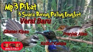 Suara Pikat 3 Burung Paling Lengket Versi Terbaru