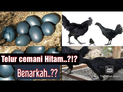 Telur Ayam Cemani Hitam Youtube