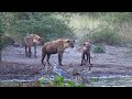 Hyenas, Geese, and Egret at Noisy Waterhole | Kruger National Park 🌿