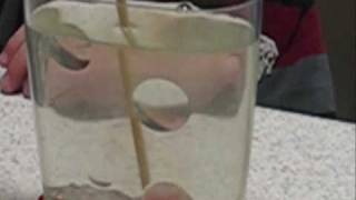 Sea Monkeys Ocean Zoo
