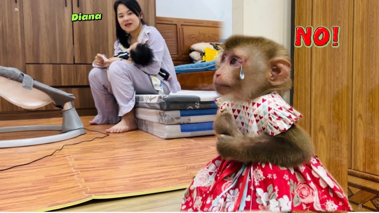 Обезьянка Диана не хочет беспокоить мать заботой о больном детеныше!