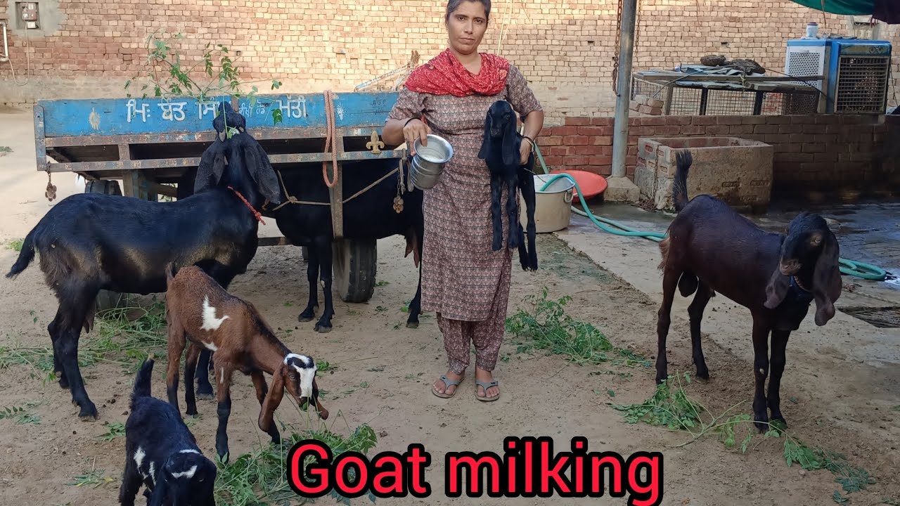 goat milking by hand new style