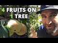 4 Types of Fruit on ONE TREE | Multi-Budded Pear in Back Yard Orchard