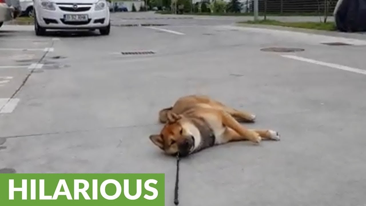 Stubborn Shiba Inu Refuses To Go Home