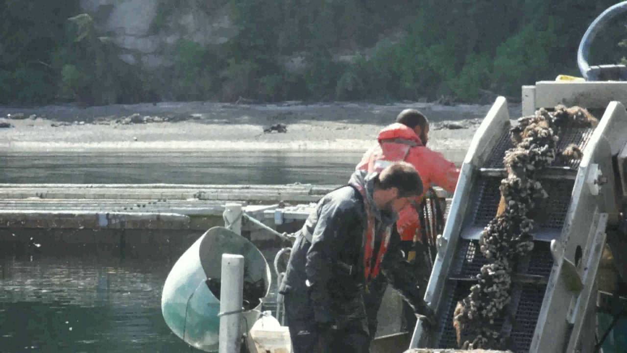 Penn Cove Mussel Farm Tour