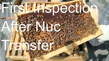 First Inspection Of Nuc After Transfer Beekeeping Tips UK 2024