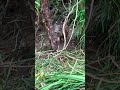括り罠に掛かった猪🐗　オス　体長87cm 2022/07/25 #有害鳥獣駆除