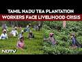 Tamil Nadu Elections | Tea Plantation Workers Face Livelihood Crisis, Seek Relief Ahead Of Polls