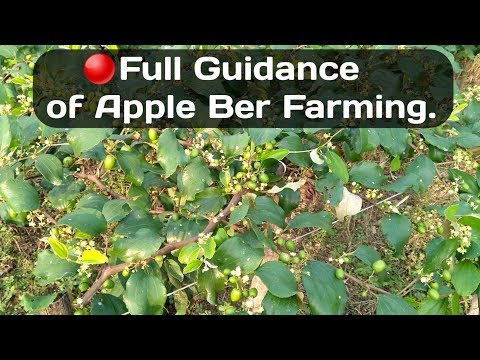 Video: Bobica jabuke: značajke njege i uzgoja
