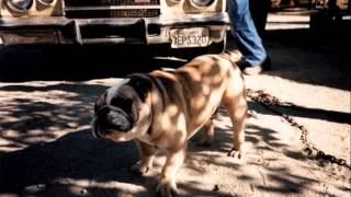 Watch Steve Earle White Freight Liner Blues video