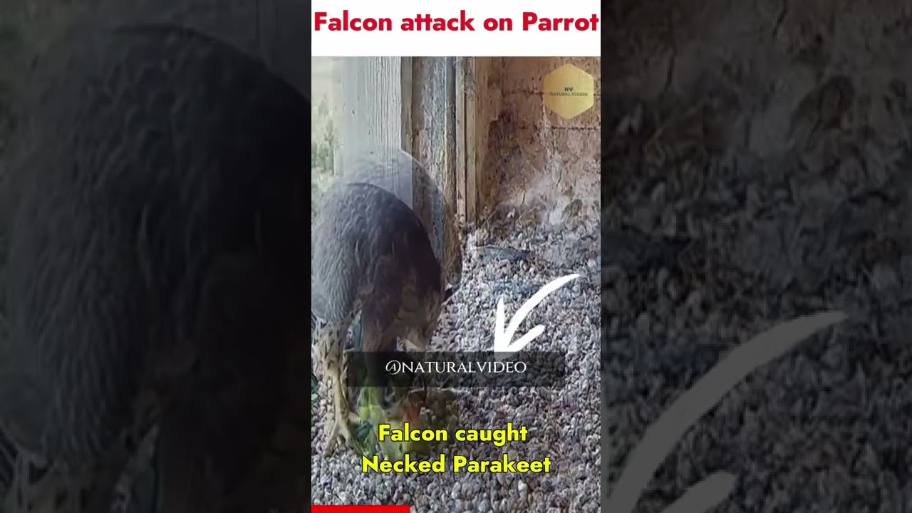Falcon Attacked on Parrot