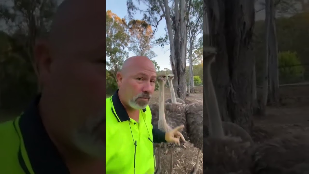 Hilarious Group of Ostrichs Attack Man!