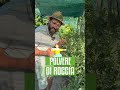 TRATTAMENTO BIO per POMODORI 🍅#orto