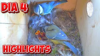 Caja Nido Herrerillo Dia 4 Highligths (19/04/2024) by HaCkIsS2 226 views 4 weeks ago 7 minutes, 15 seconds