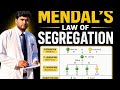 Mendal's Second Law Explained | Law of Segregation