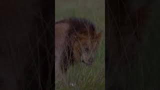 Sleepy Lion.masai Mara National Reserve.