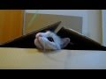隠れて狙ううに (UNI is waiting in the box)