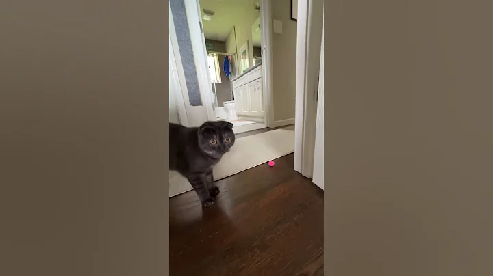Watch the video about Daisy, the Scottish fold munchkin getting after a fuzzy ball in her Catnasium.