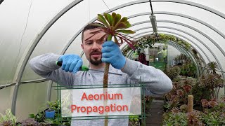 Introduction to Plant Propagation - Succulents & More!  Black Rose Aeonium
