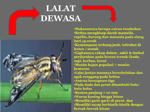 Video: Loa Loa Vektor Chrysops Spp .: Perspektif Penelitian, Distribusi, Bionomik, Dan Implikasi Untuk Menghilangkan Filariasis Limfatik Dan Onchocerciasis