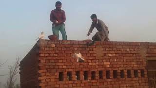 Kabootar Baaz Kabootar Gira Pani Par Or Chiri Mar Ko Dekho Zalim Taba De کوئی کبوتر نہیں بچ سکتا