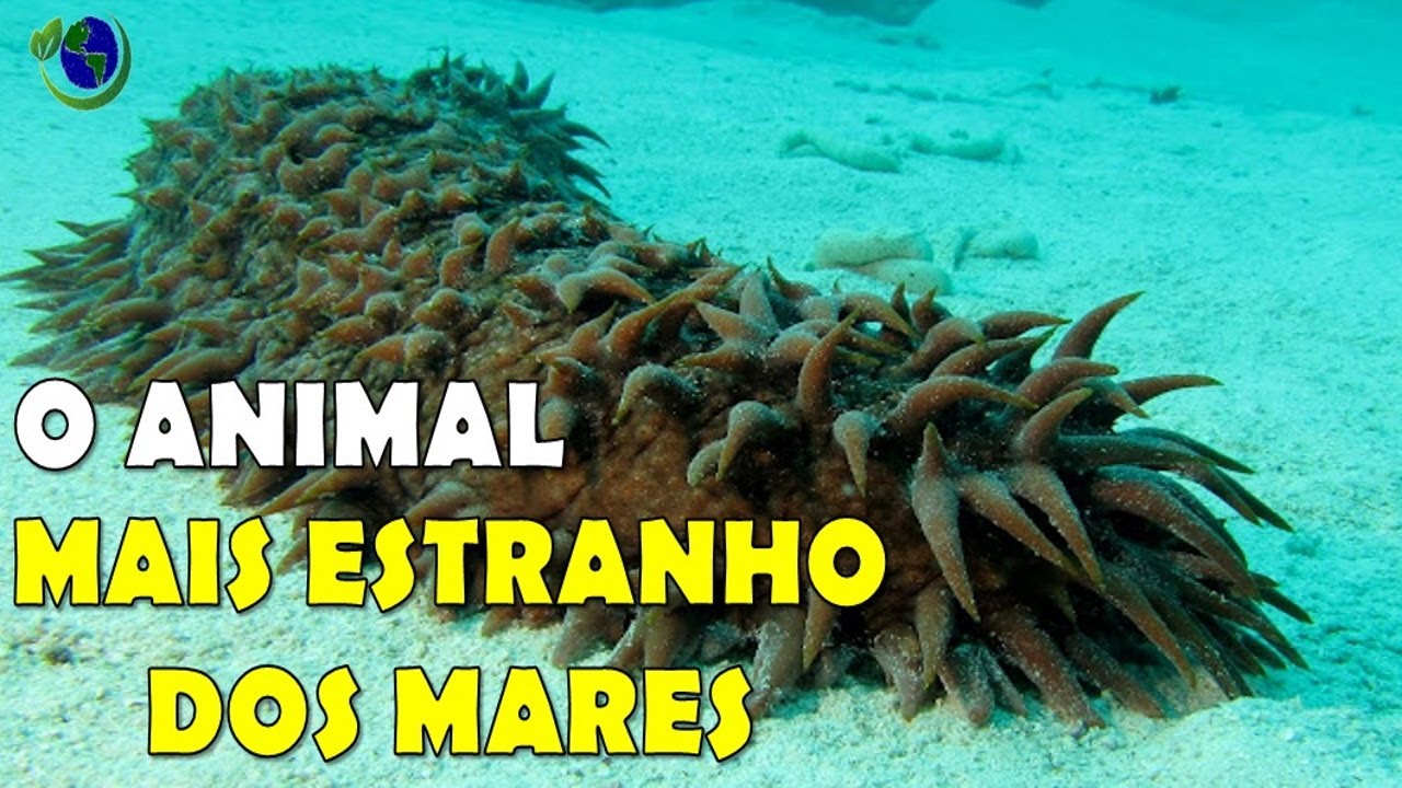 Descubra quais são os animais mais feios, esquisitos e inusitados mundo