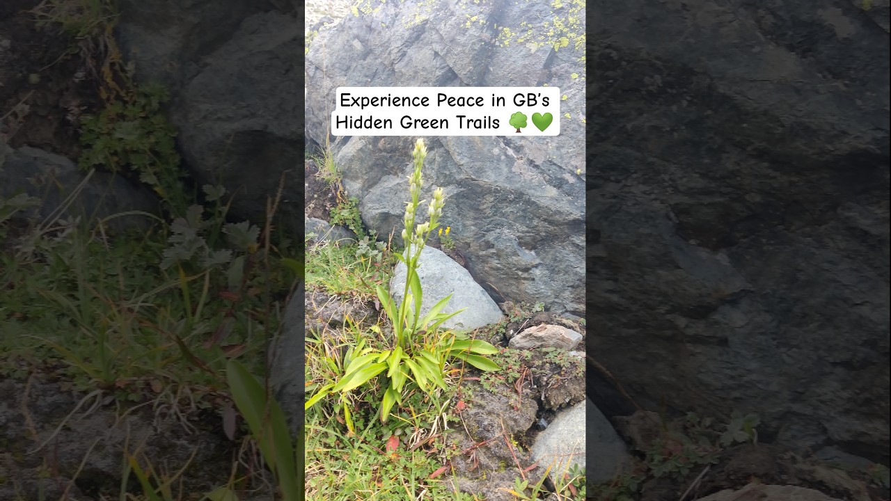 Experience Peace in GB’s Hidden Green Trails 🌳💚